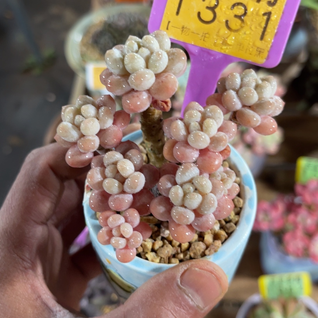 云尘多肉一物一拍不含盆1331