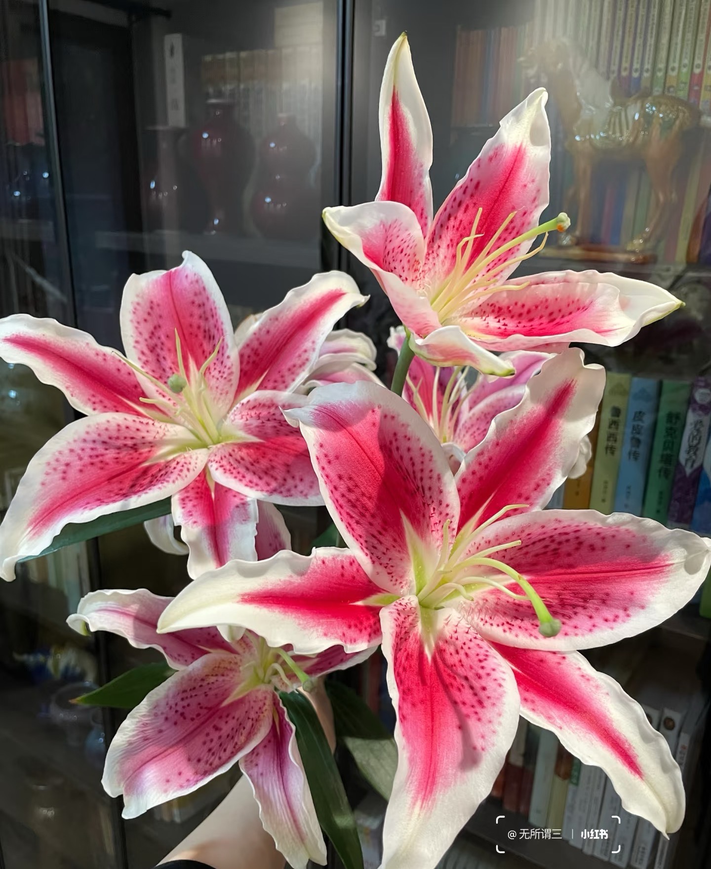 四季可种《星球战士香水百合》种球14/16规格四季可种