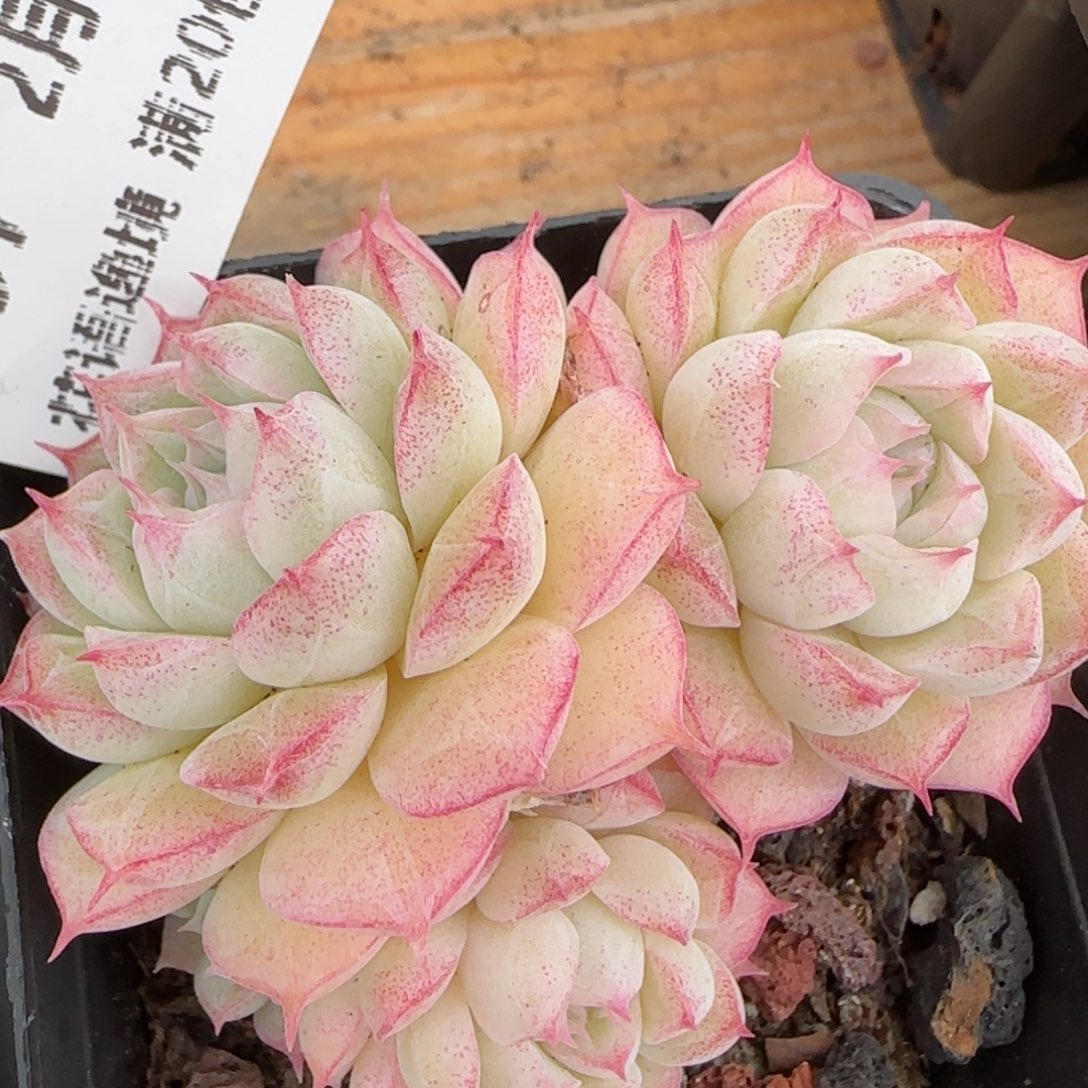 花语逸镜0203-557