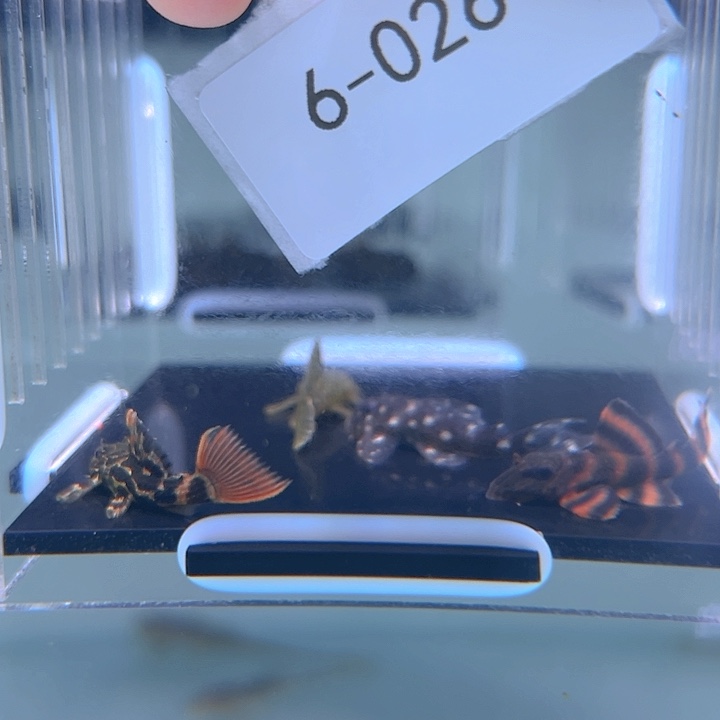 清道夫6-026组合4条