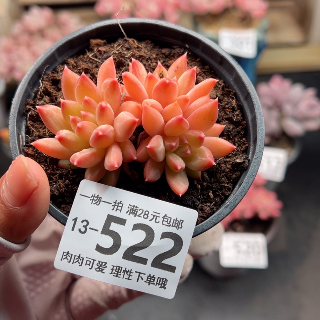 甲骨文多肉多肉多肉多肉