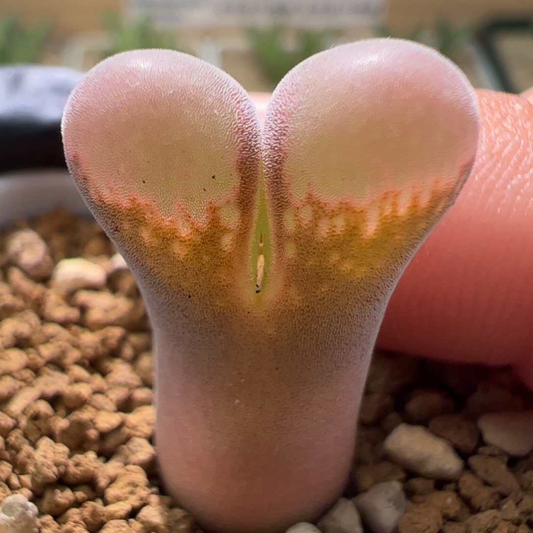 粉体一颗美风铃791。  