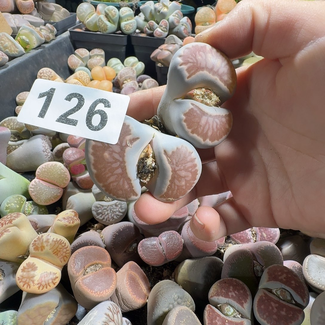 来***莲生石花一物一拍2头126