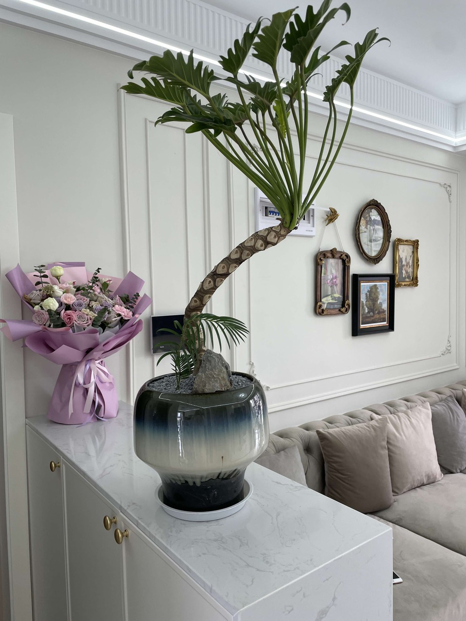 龙鳞小天使盆栽.观叶绿植.好养易活.意境感强