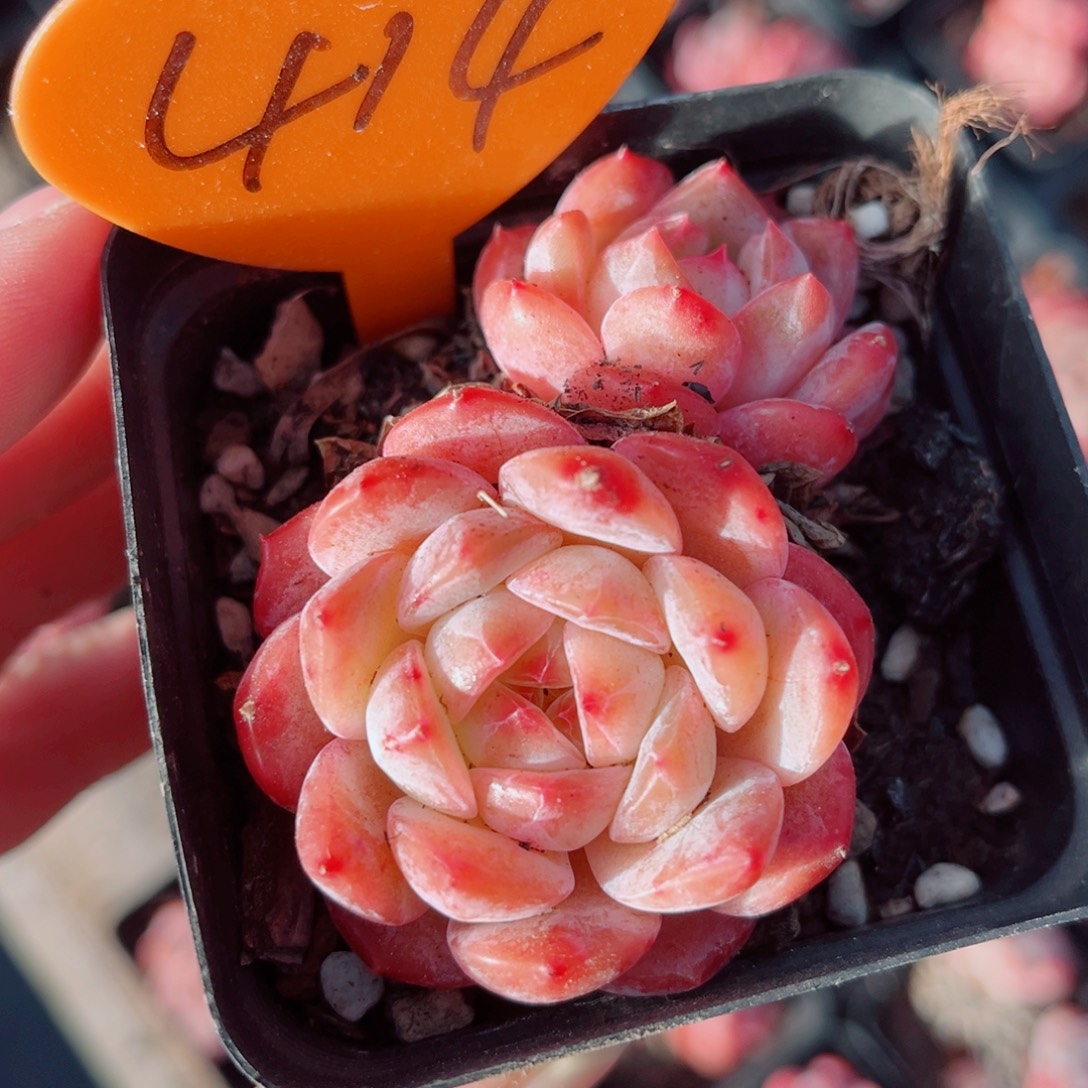 414号小老桩糖钻双头