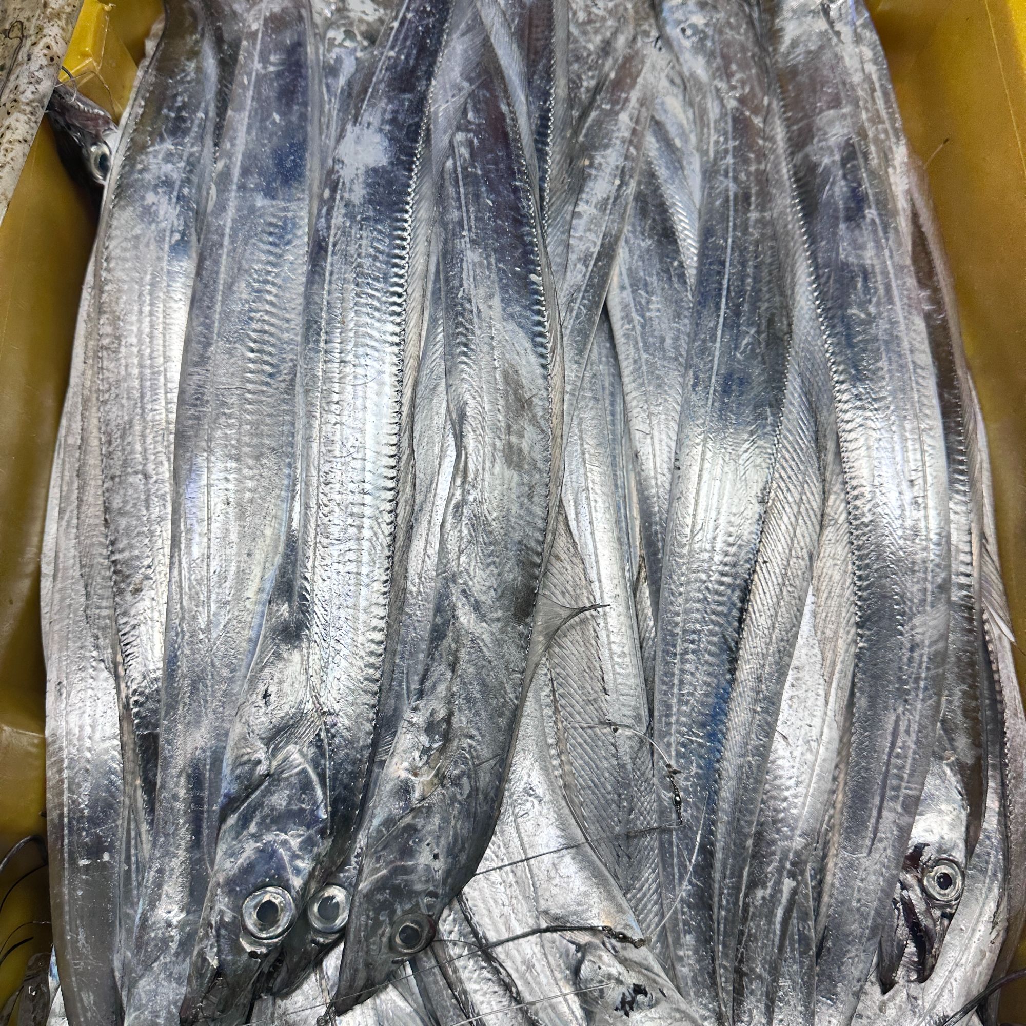 [2-3两/条]海钓带鱼东海钓带鱼鲜小眼睛 福利品亏钱卖