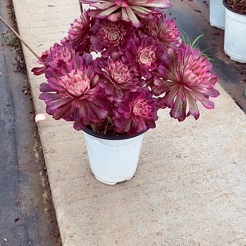 红铜超白多肉243号