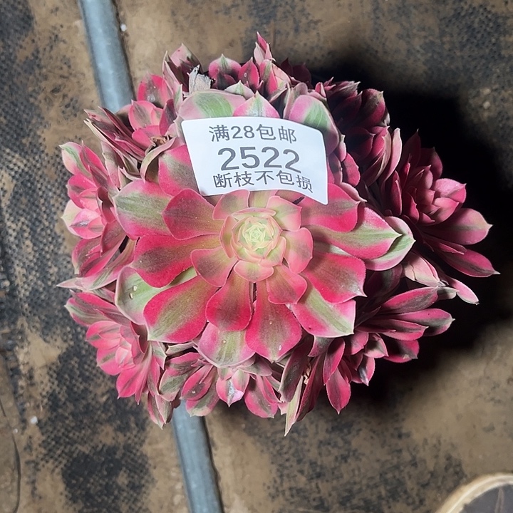 2522粉女巫多肉植物