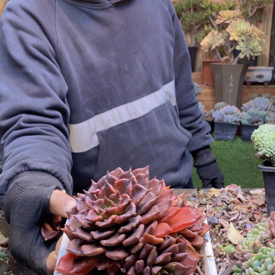 ?****C140号黑饺子皮多肉