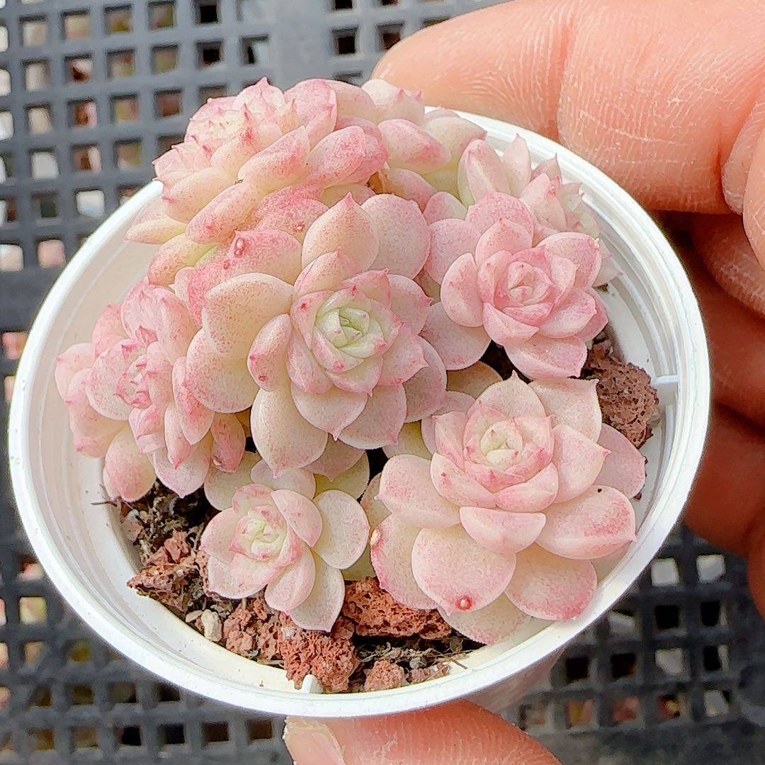 1231-37（ttp-51）优选