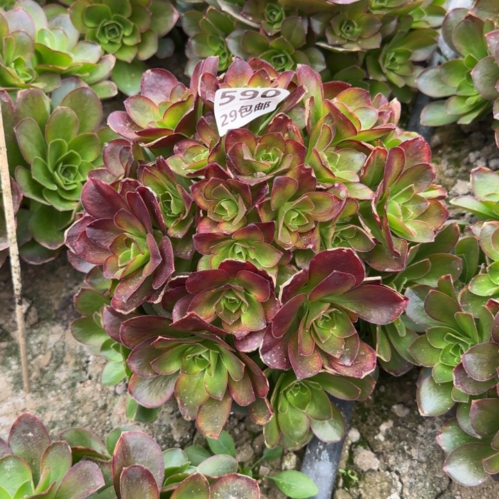 魅金……多肉植物……