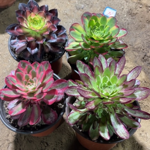 741多肉植物组合