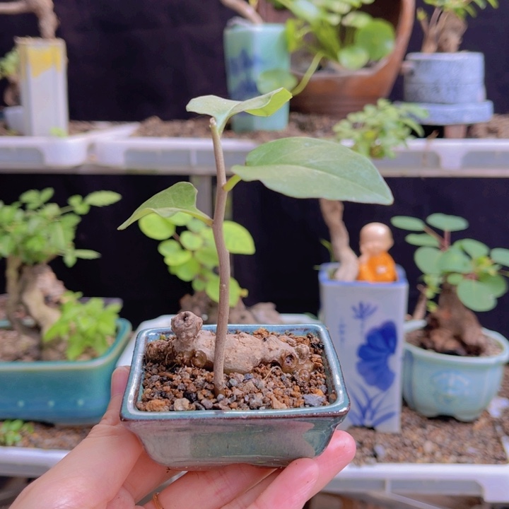 全部花朵123456789