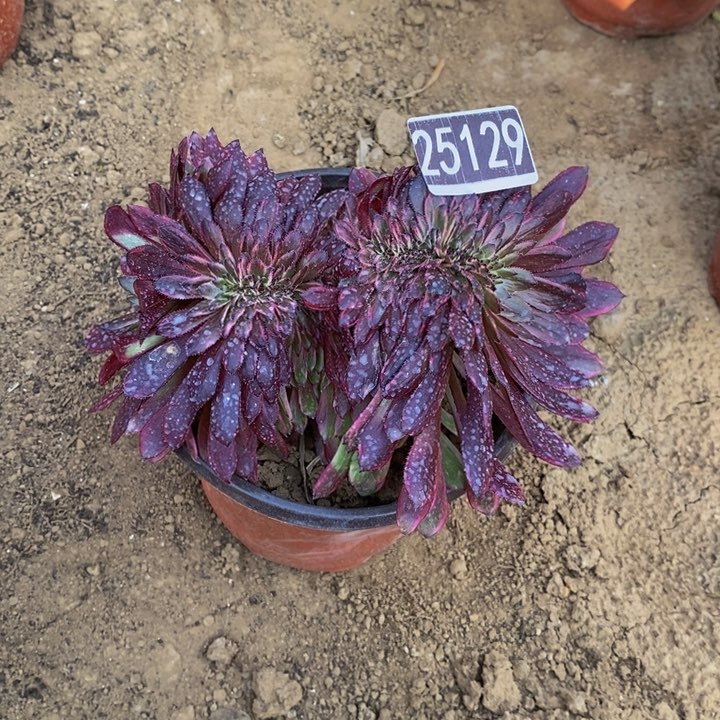 紫霞缀25129多肉