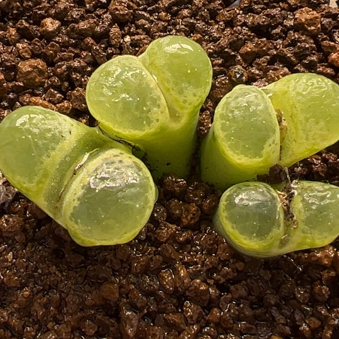 175多肉植物种类多样