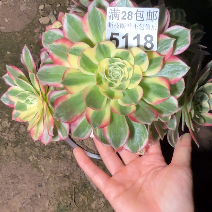 5118海王不包断枝