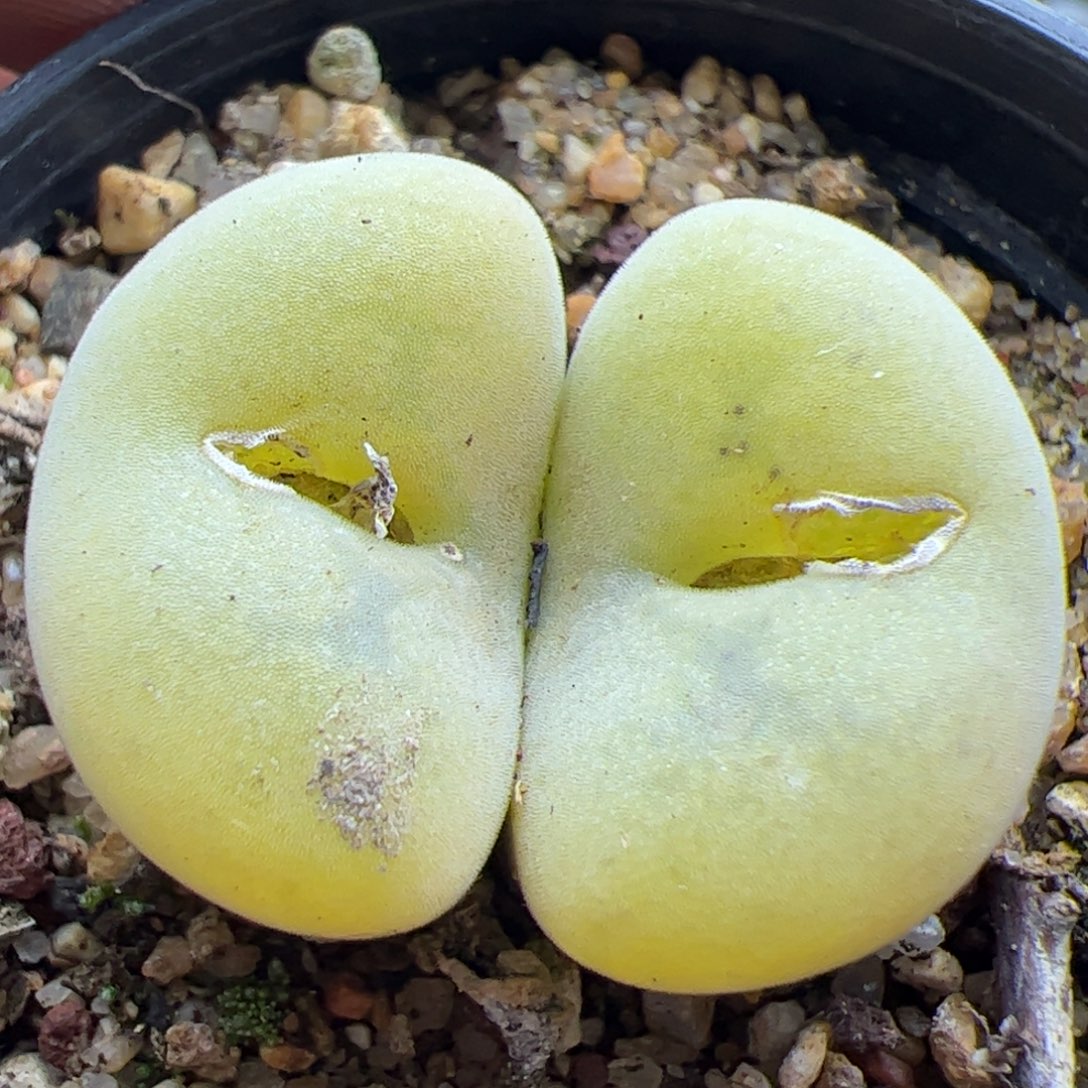 大家过年好22413