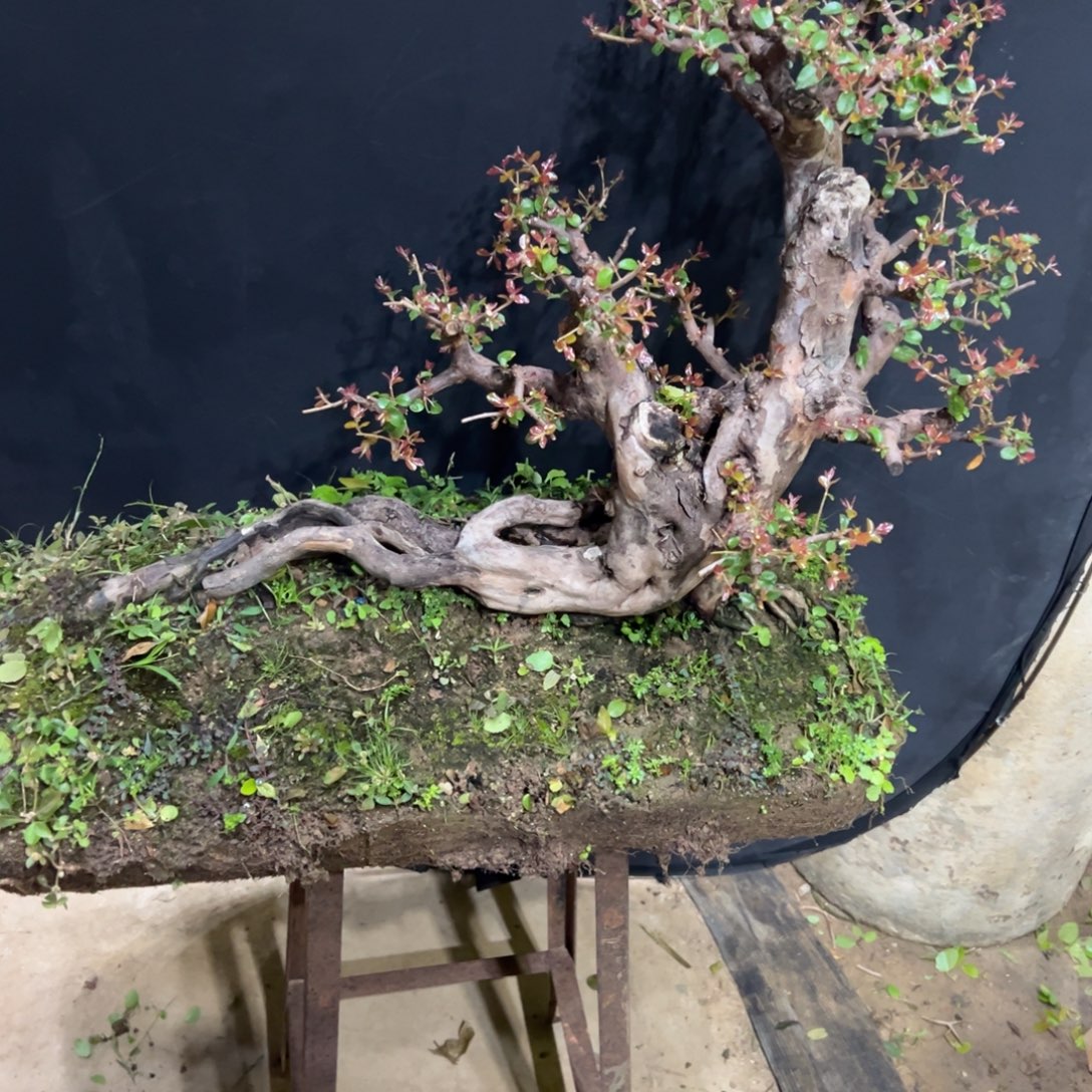 遥***望无花朵111111111111