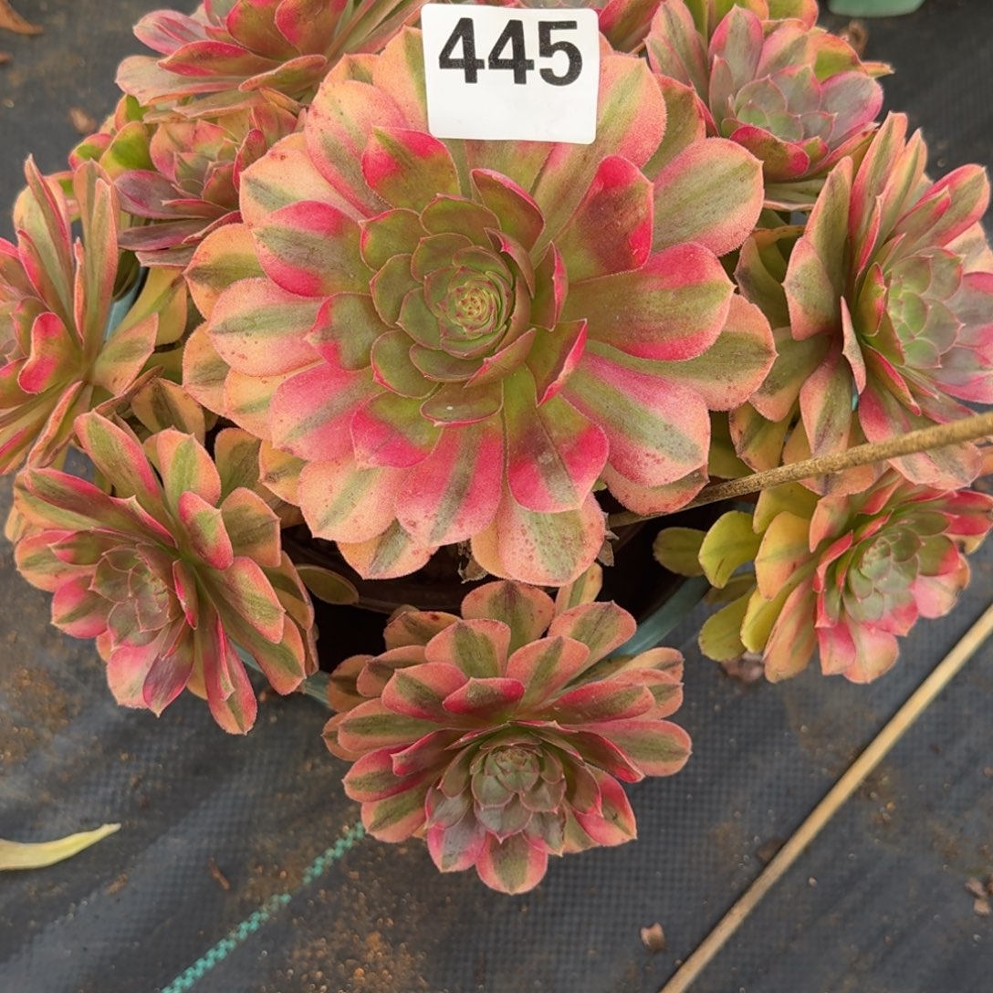 雨河多肉植物老庄445