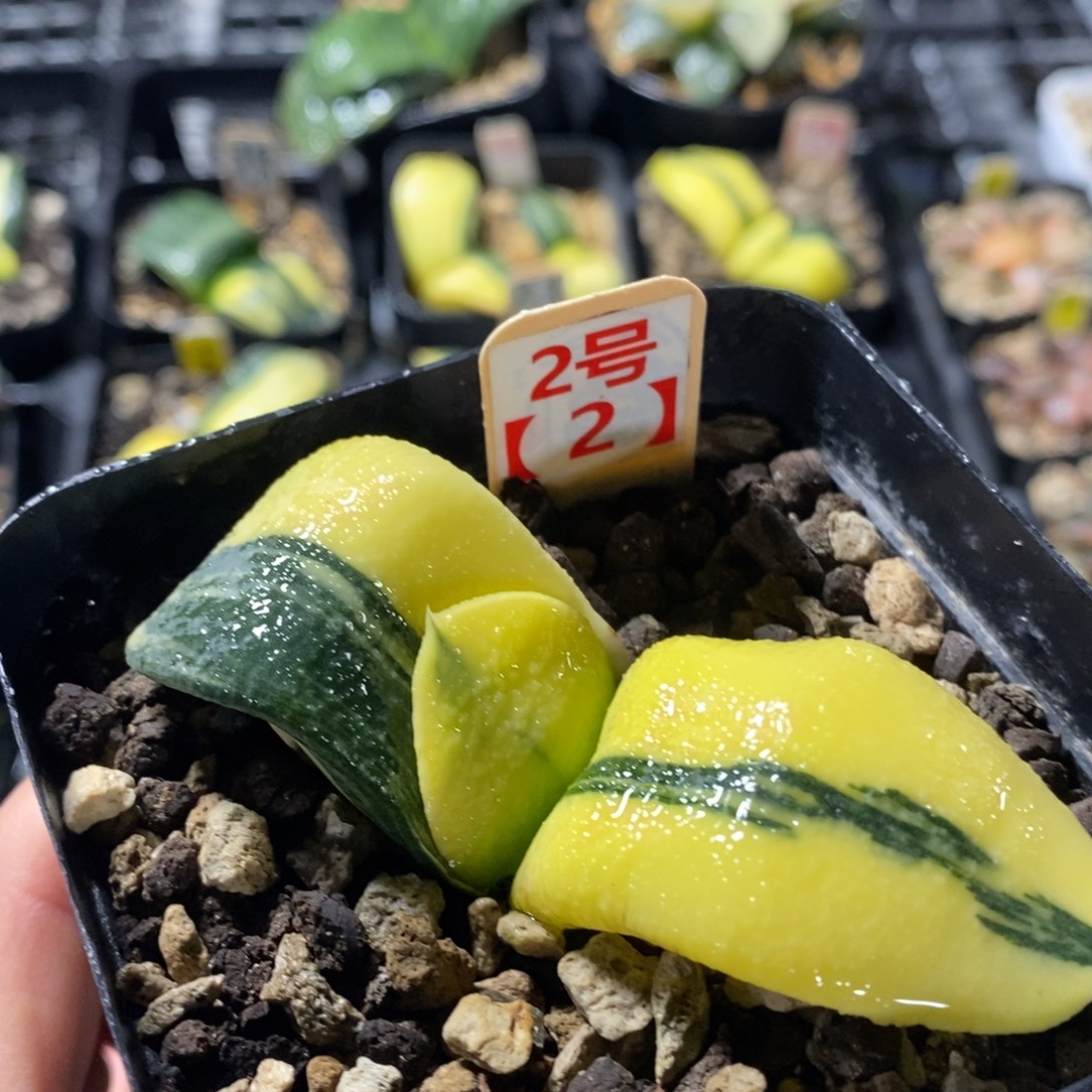 不开花植物2.2蜗牛