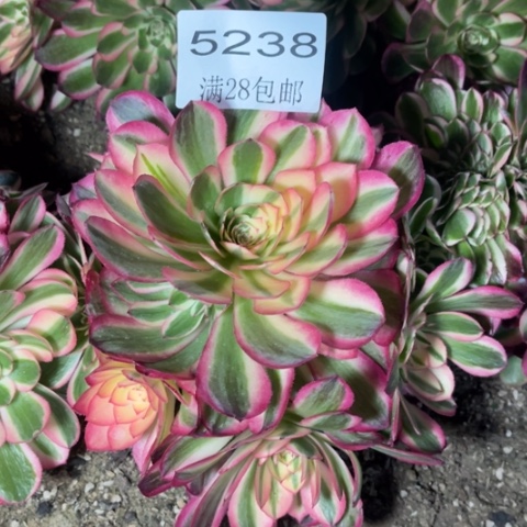 荔枝多肉多肉5238