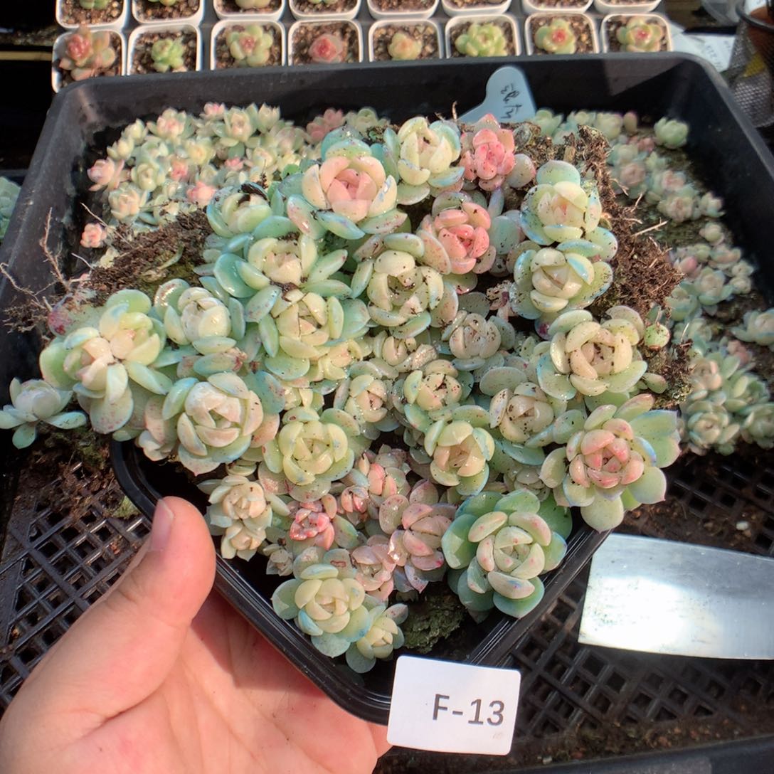 无花朵F13英语英语