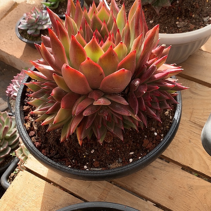 美肉特价活动开始了