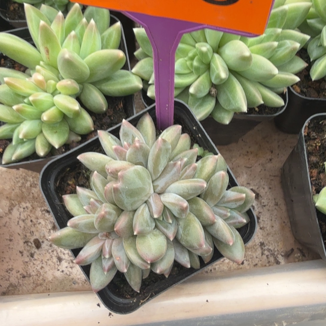 争***青多肉植物漂亮多肉378