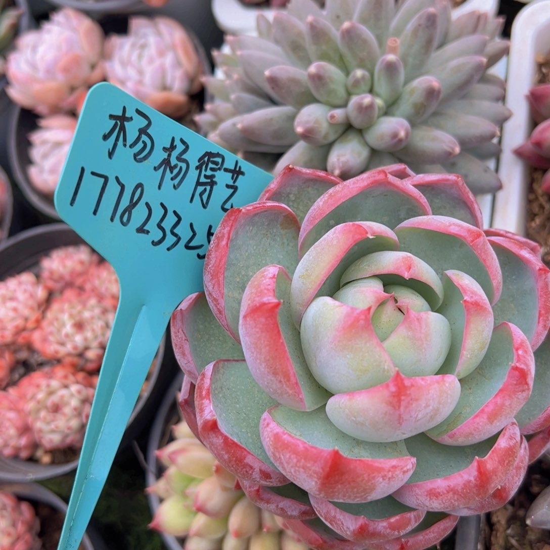 香玉的故事是一个人的故事