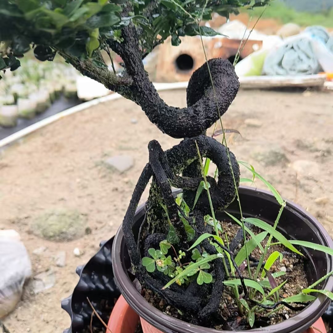 兰花盆景适合直播展示观赏佳品