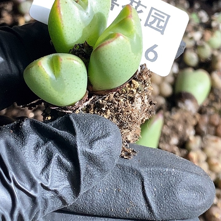 .*桃喜花园0203-116少将