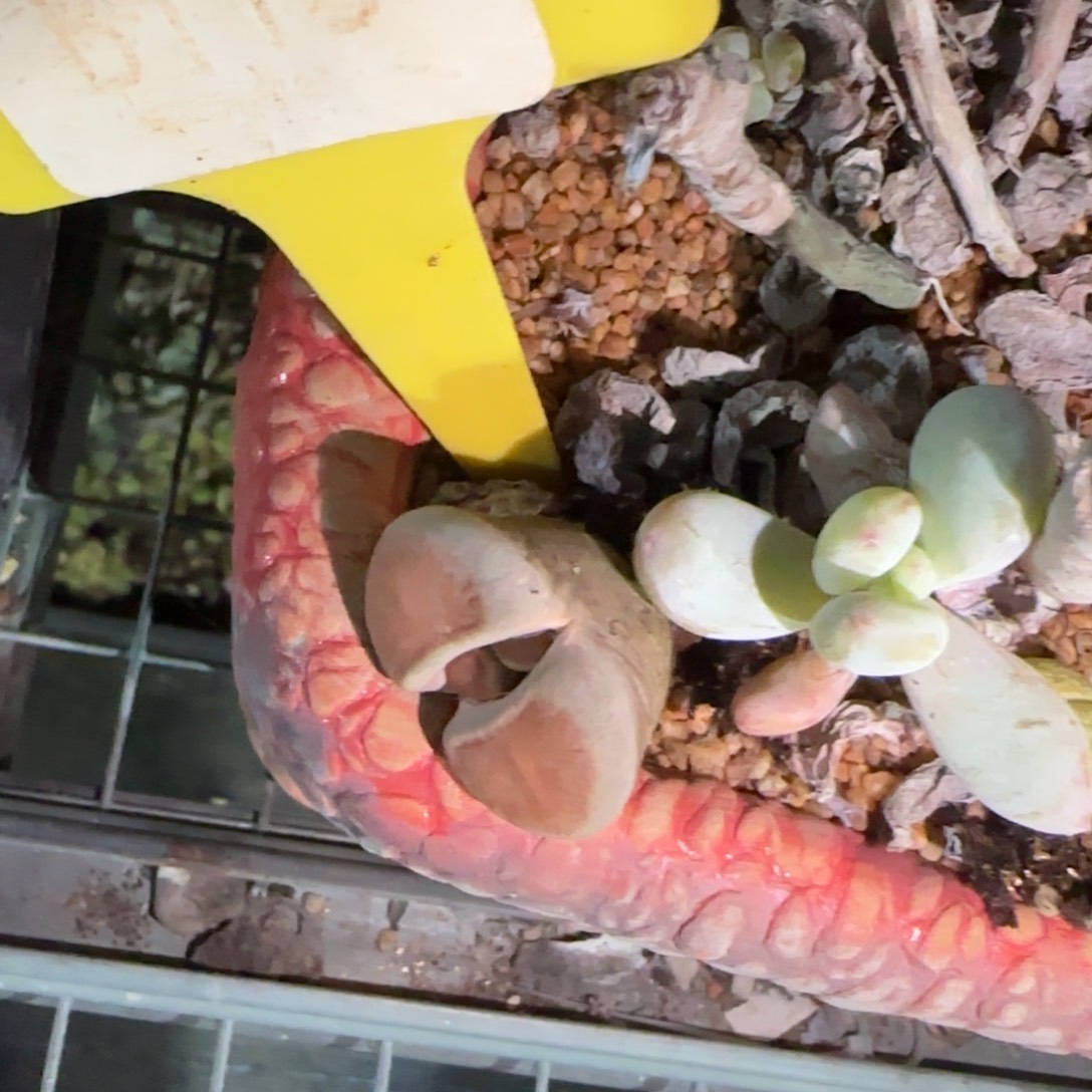 虾***仔多肉植物，哇塞哇塞