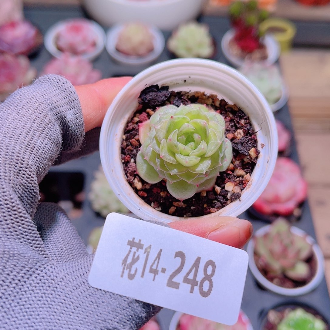 花17-248新品单头