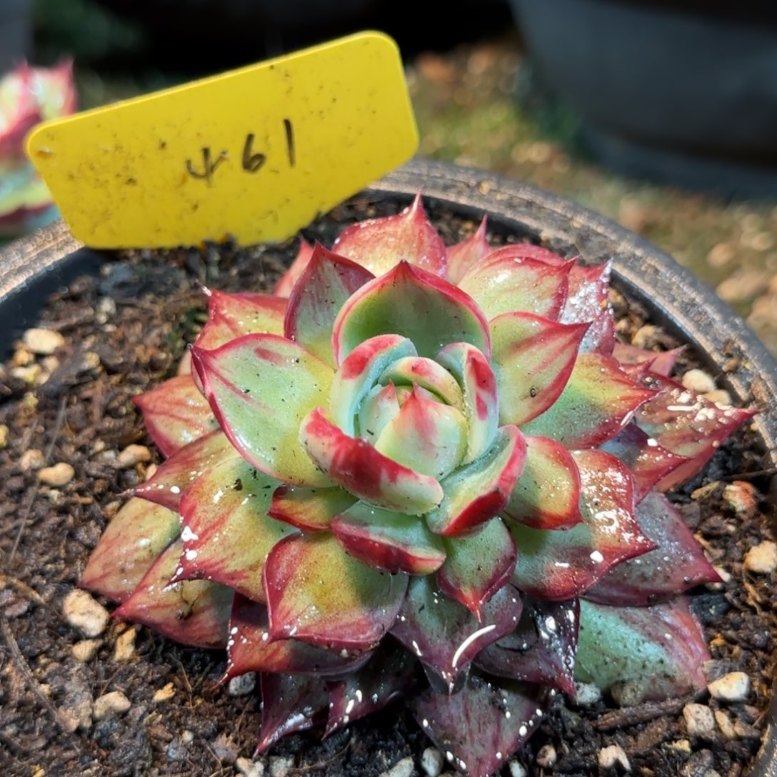 惊鸿一物一拍包装收缩花旱461