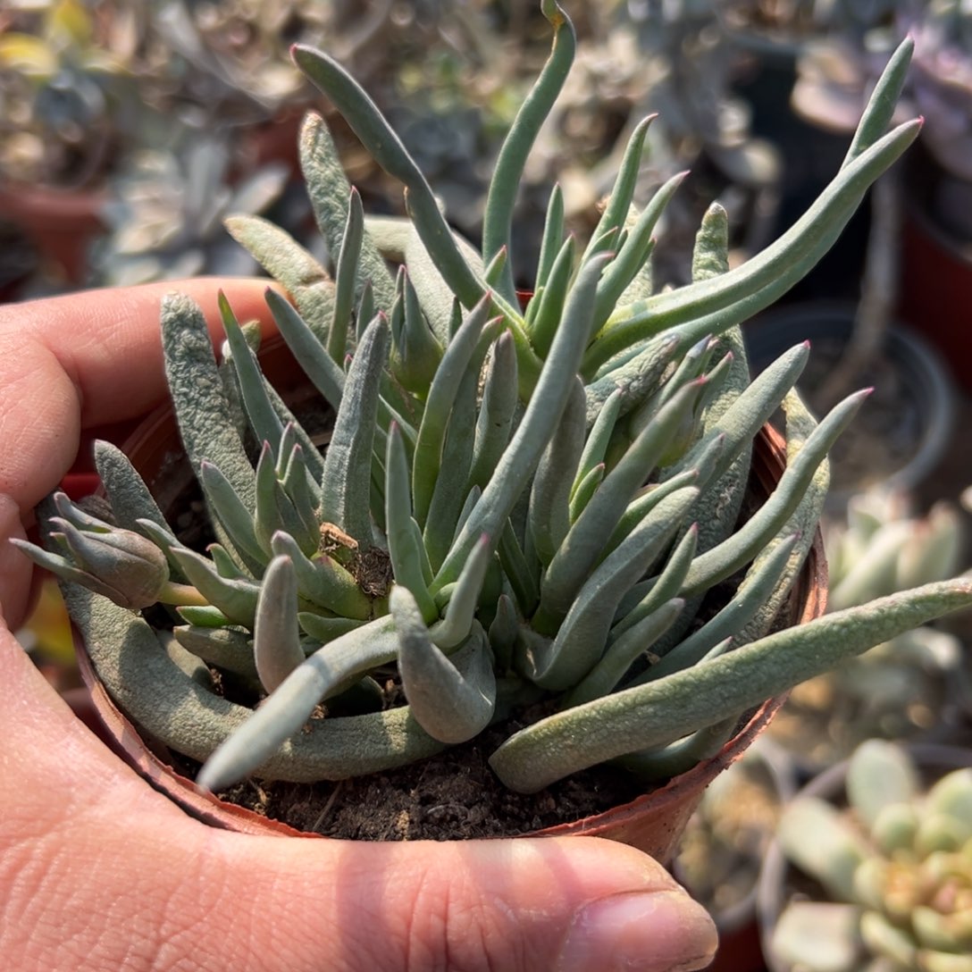 多肉植物多肉植物