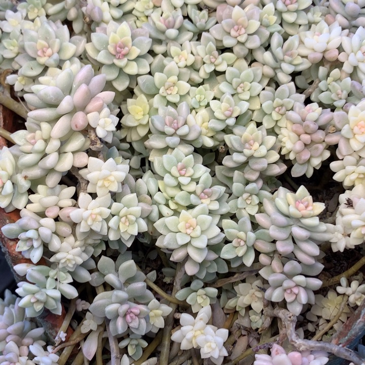 姬秋丽锦砍头7个发