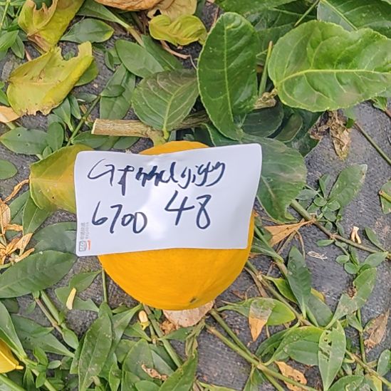 G***g小黄金ggfggffffgg