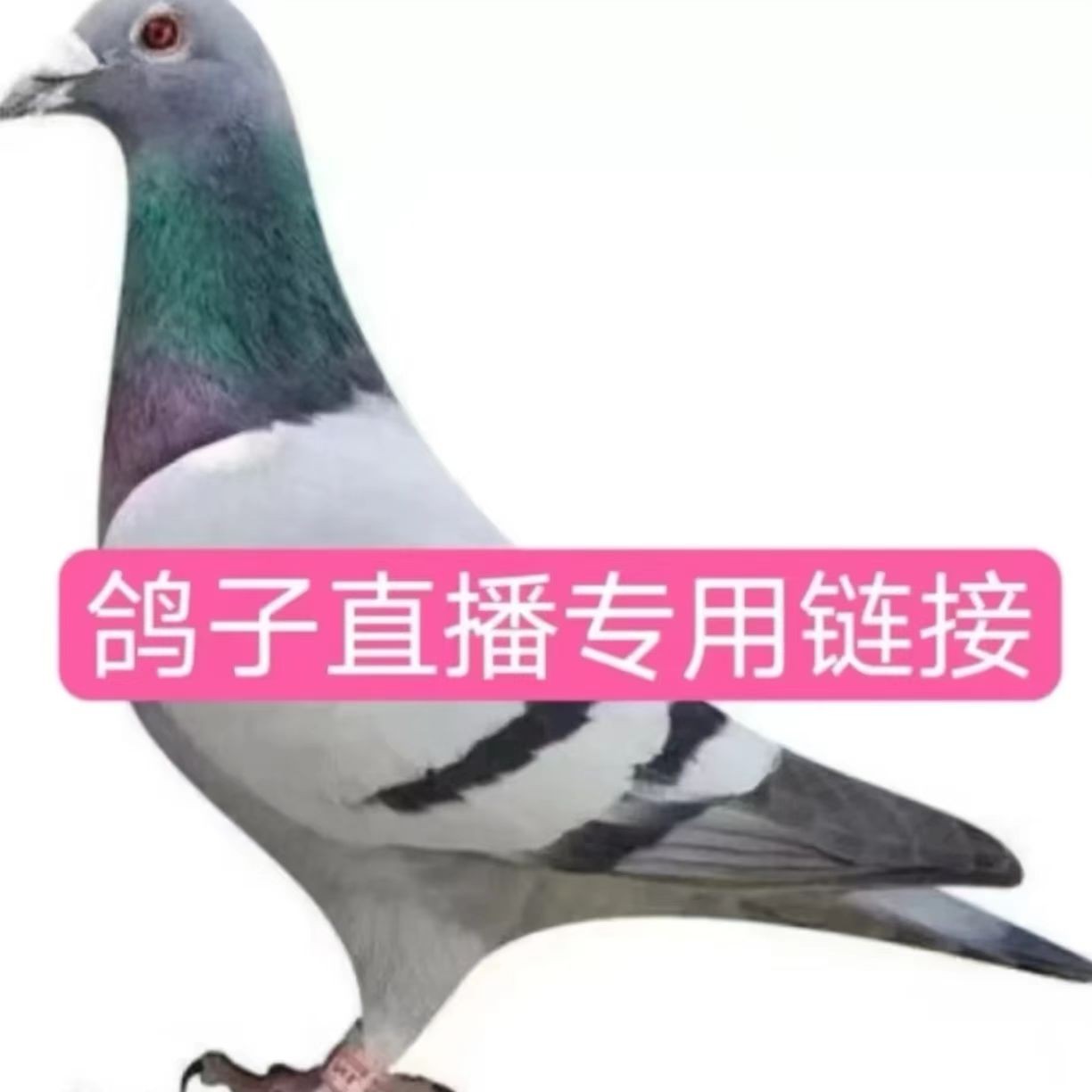 信鸽赛鸽优质种鸽