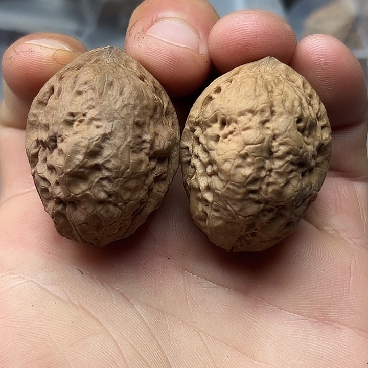 核桃5号飞蟾34尺  