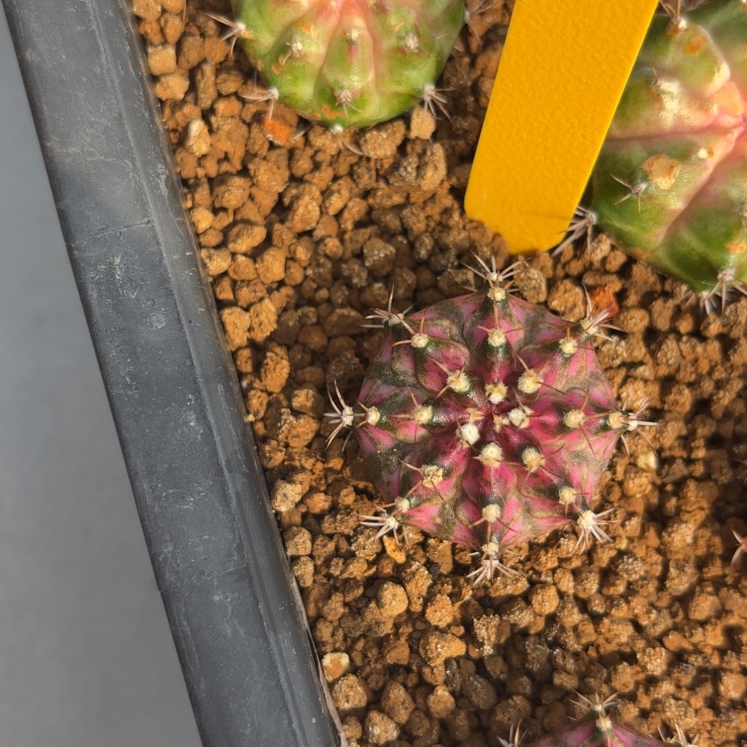 L526-1205泰国发货 海神轮回