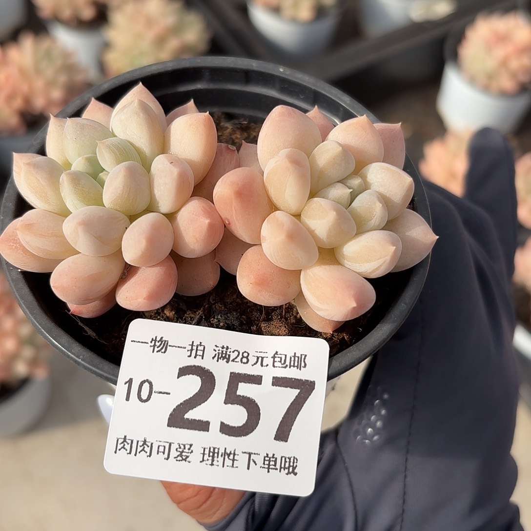 星空美人无盆土发货无盆