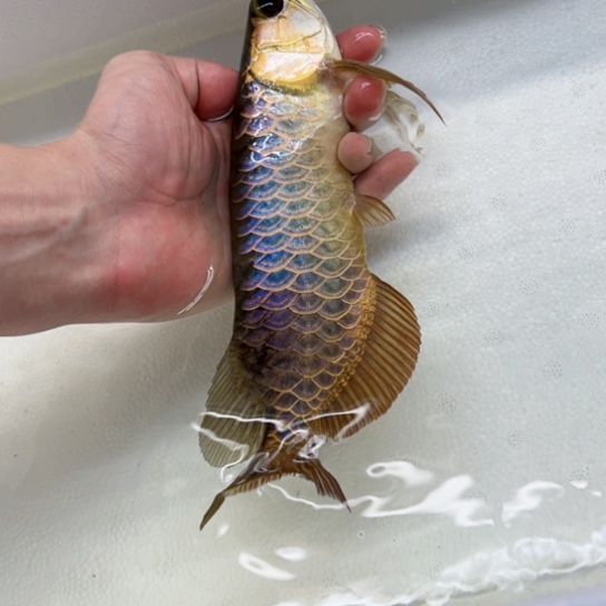 磊***龙鱼特价瑕疵金龙！散尾掉麟