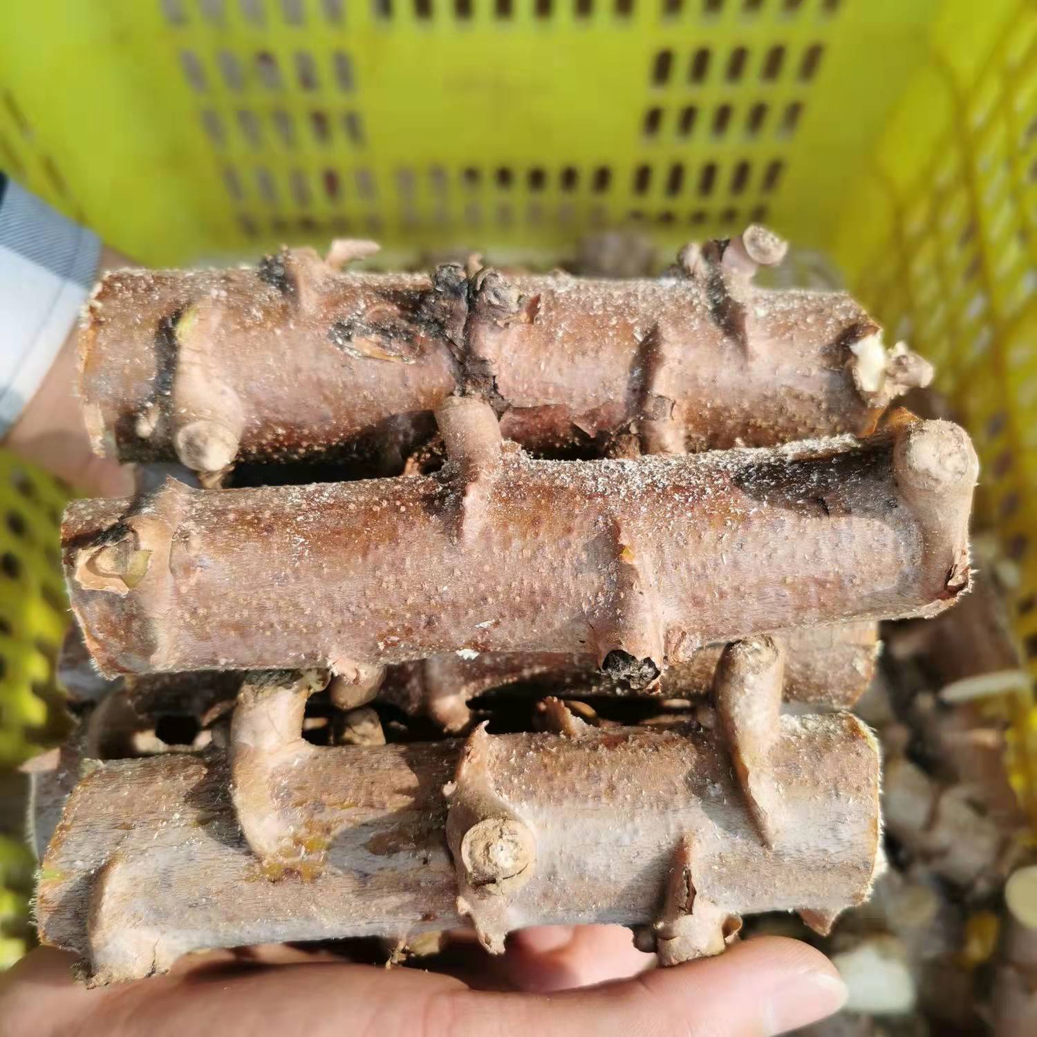 正宗广西黄心木薯粉糯香甜新鲜先挖及黄肉华南9号木薯优质选择