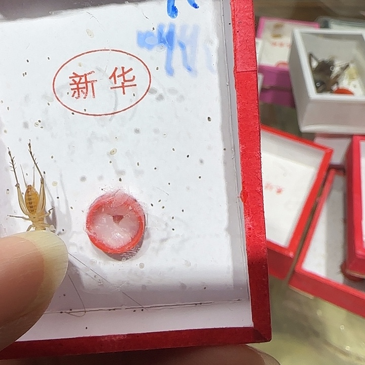 老***力2只大黄蛉漂亮爬宠