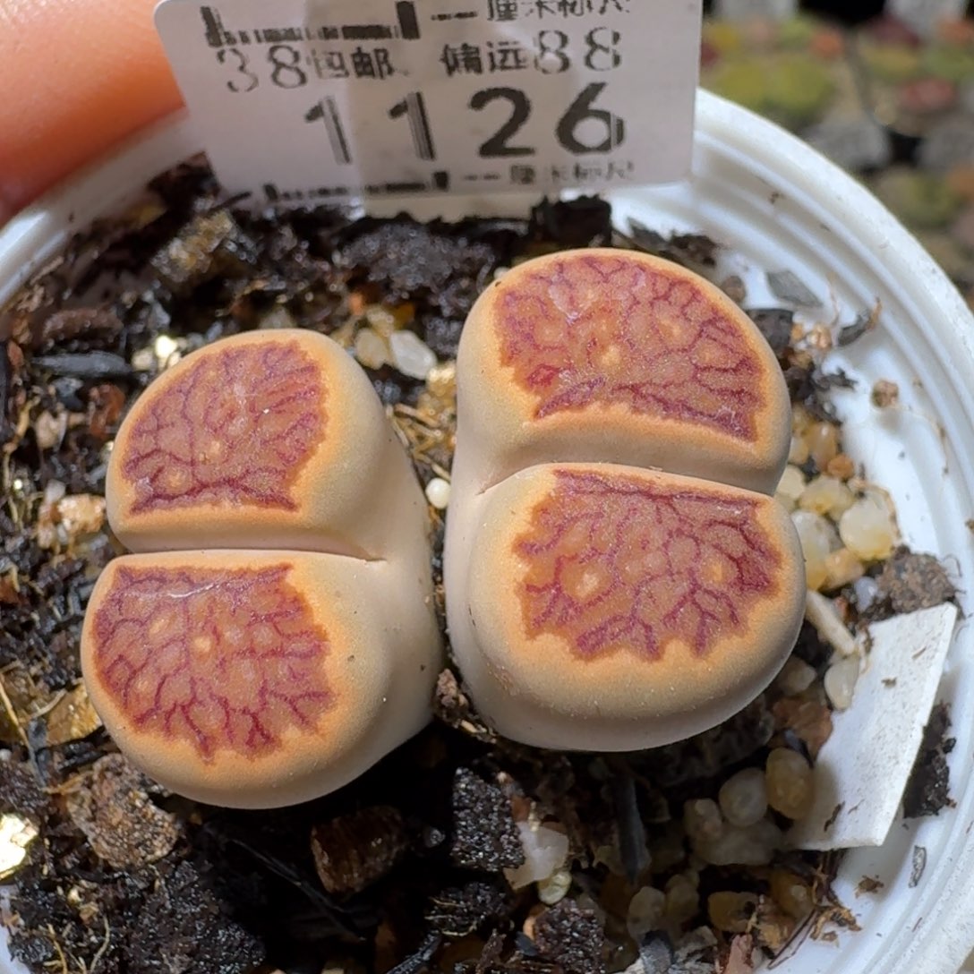 Sss清清清货卖1126