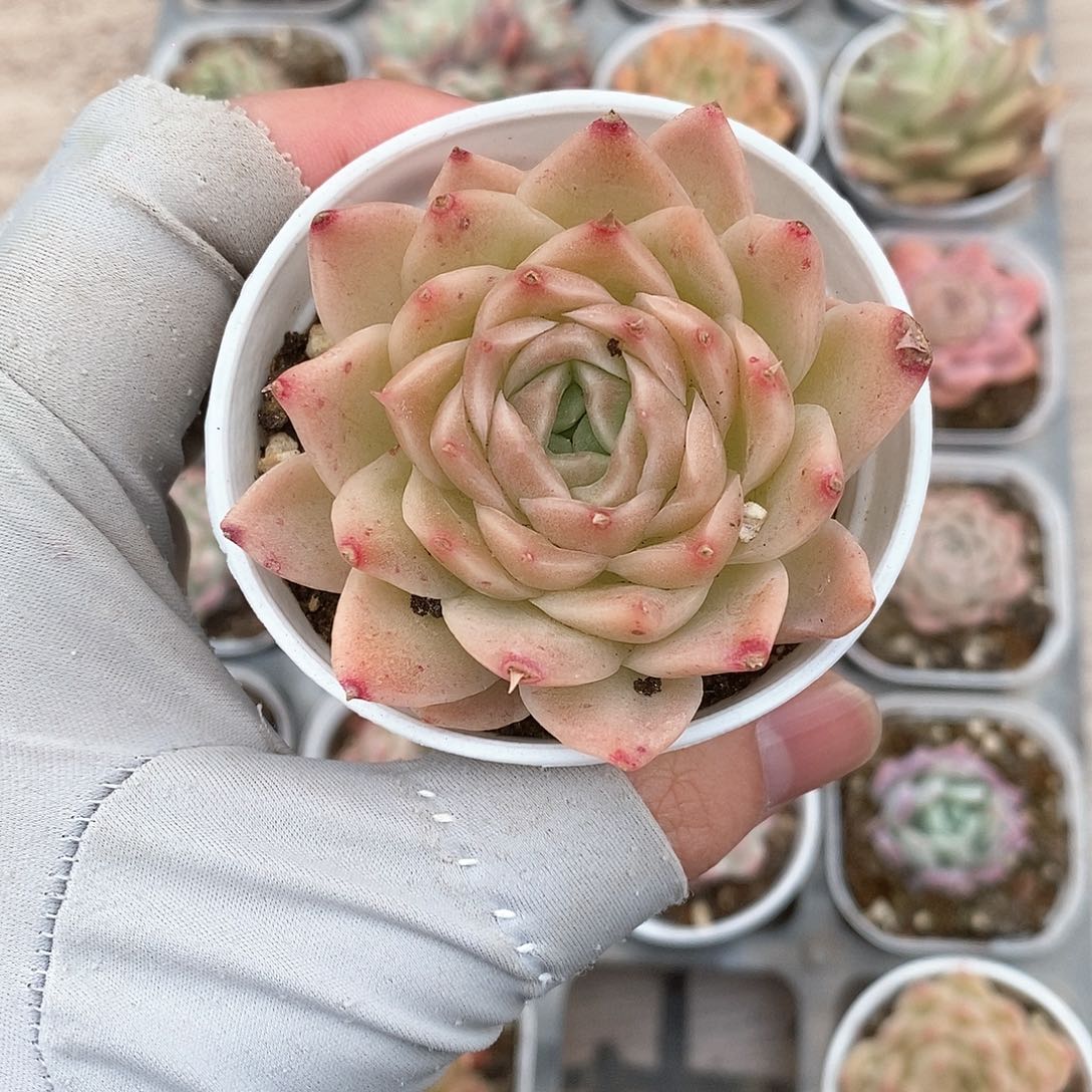 多肉植物9.9包邮5025