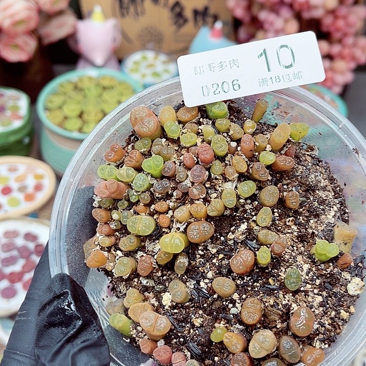 生石花满18包邮6-10