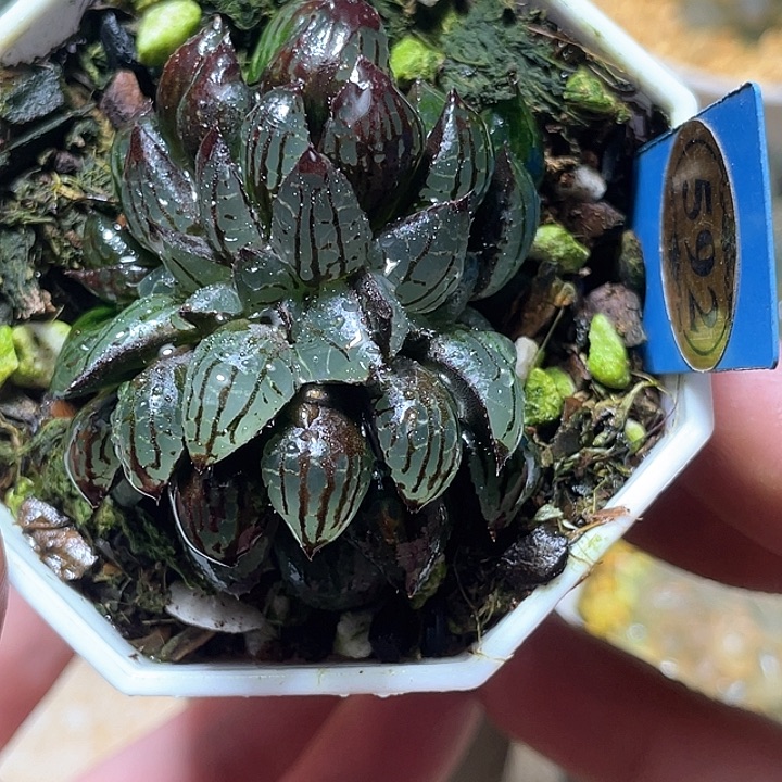 592坠化魔界特选福利