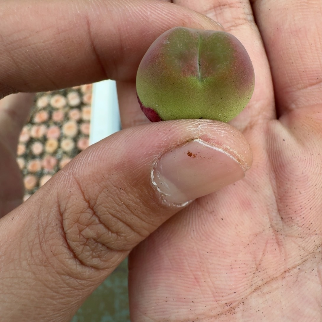 3302。水蜜桃一颗