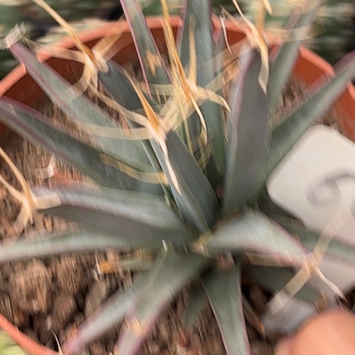 6016光山好养皮实